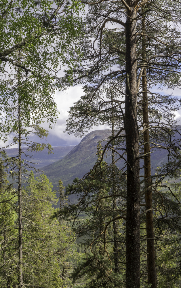 Rare forest view in Vassfaret from Norway Hedalen Vassfaret Hangen
